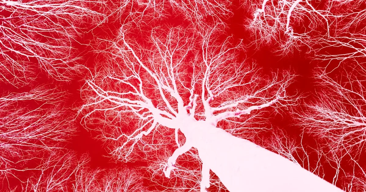 a red and white photo of trees with no leaves